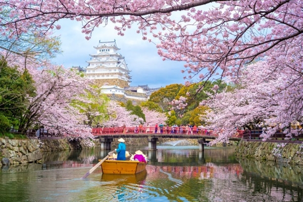 Cherry Blossom Festival of Japan